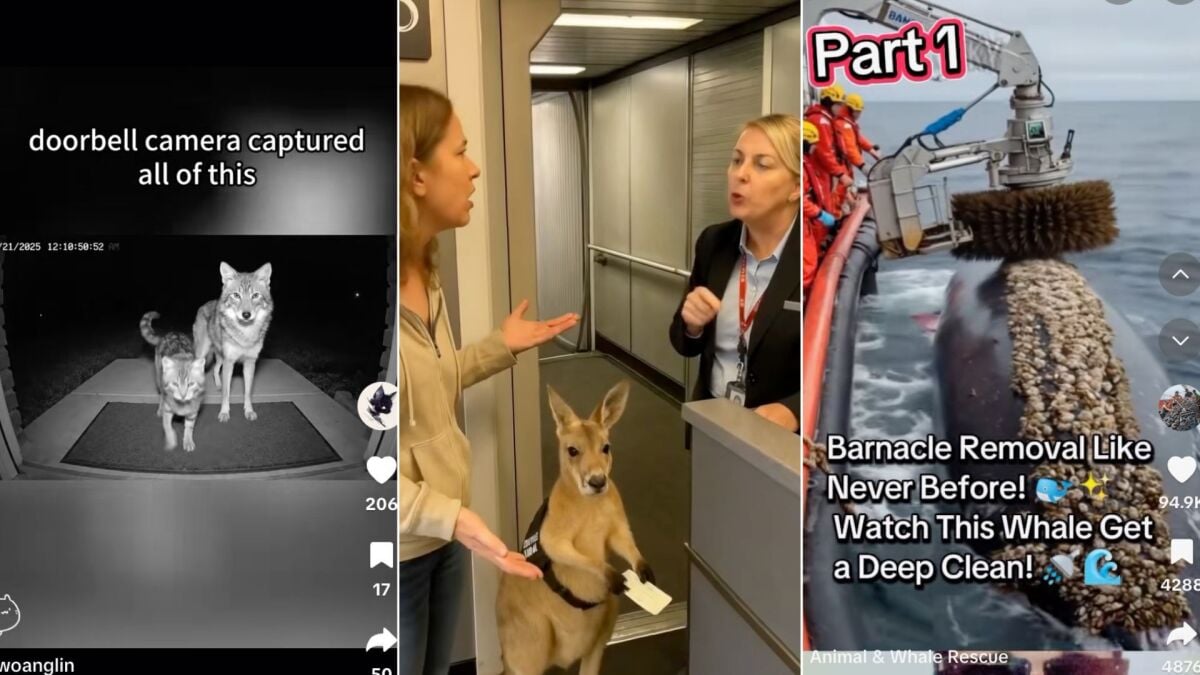 9 cara untuk melihat video viral yang dihasilkan AI