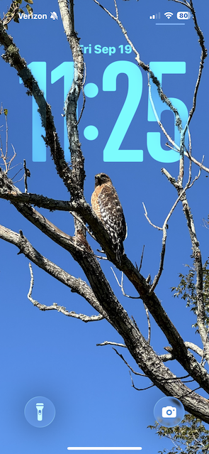 Wallpaper iOS 26 kustom dari seekor burung di cabang pohon